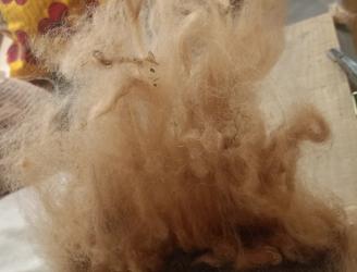 Fibra natural, cardada 