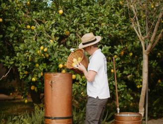 Destilacion de limones ecologicos de Sóller con un alambique de  cobre