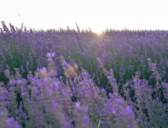 Imagen característica de nuestros campos, en donde se pueden apreciar las flores de donde se obtiene el aceite de lavandín con el que haremos los talleres