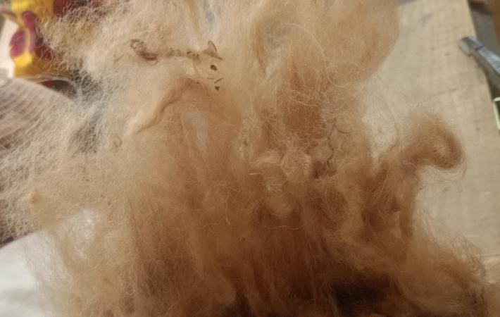 Fibra natural, cardada 