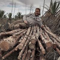 Timbe y la Madera de Agave (Pita) 