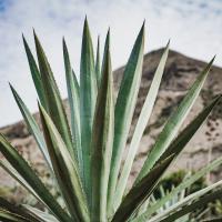 El Agave. La planta de las 1000 maravillas. 